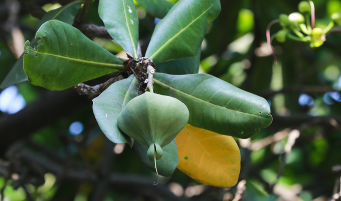 Cây bàng vuông 16 năm tuổi ở Sài Gòn vào mùa nở hoa
